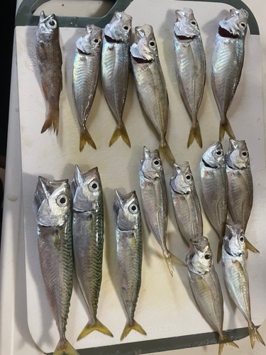 アジの釣果