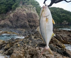 ショゴの釣果