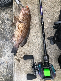 オオモンハタの釣果