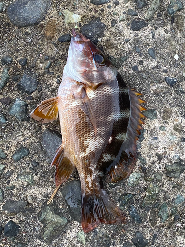 フエダイの釣果