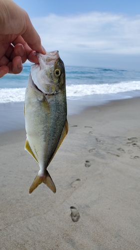 ソゲの釣果