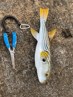 サゴシの釣果