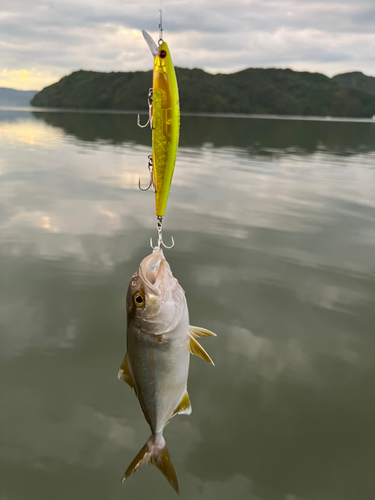 ショゴの釣果