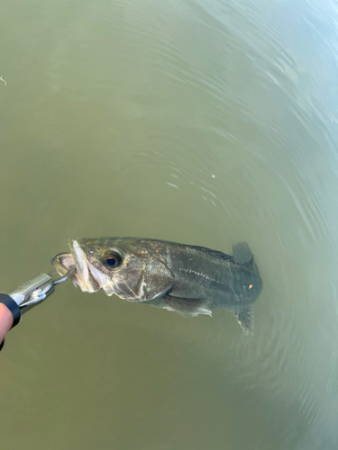 セイゴ（マルスズキ）の釣果