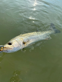 セイゴ（マルスズキ）の釣果