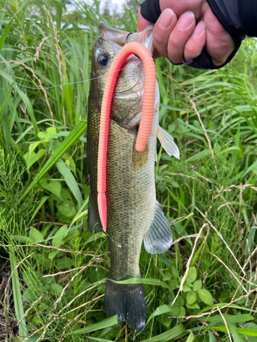 ブラックバスの釣果