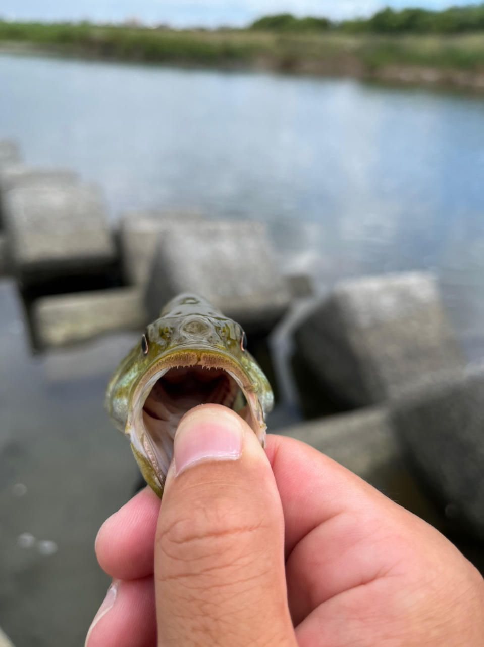 スモールマウスバス