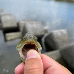 スモールマウスバス