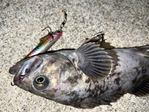 クロソイの釣果