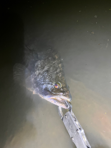 アカメの釣果