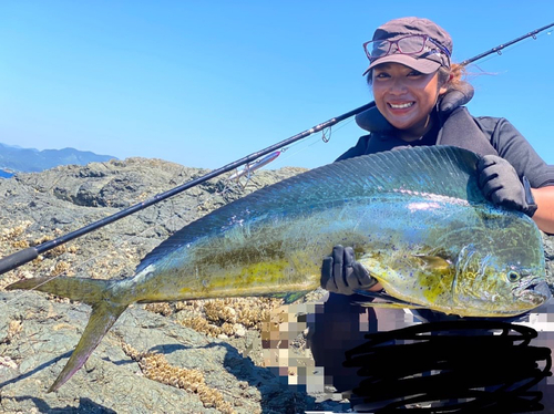 シイラの釣果