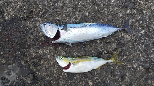 ソウダガツオの釣果