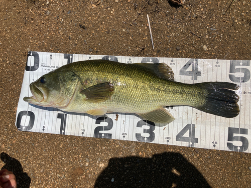 ブラックバスの釣果