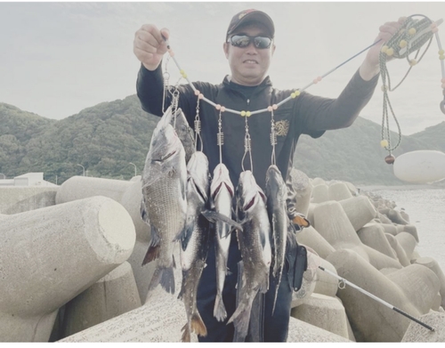 チヌの釣果