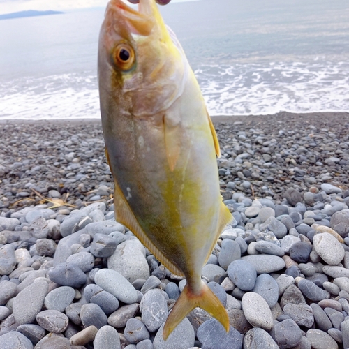 ショゴの釣果