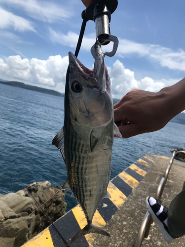 ハガツオの釣果