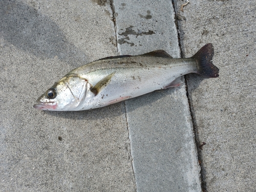 スズキの釣果