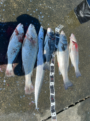 ヒラスズキの釣果