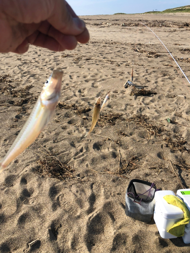 キスの釣果