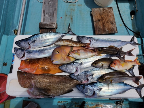 カツオの釣果