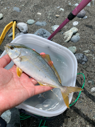 ショゴの釣果