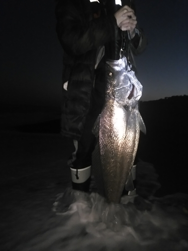 オオニベの釣果