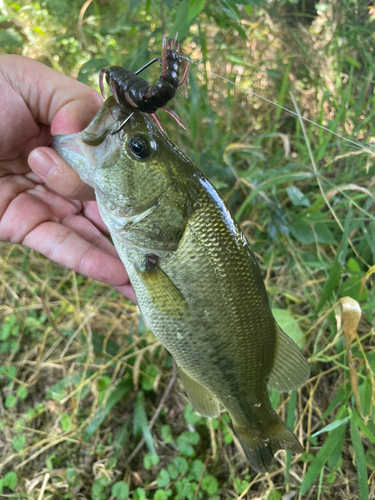 ラージマウスバスの釣果