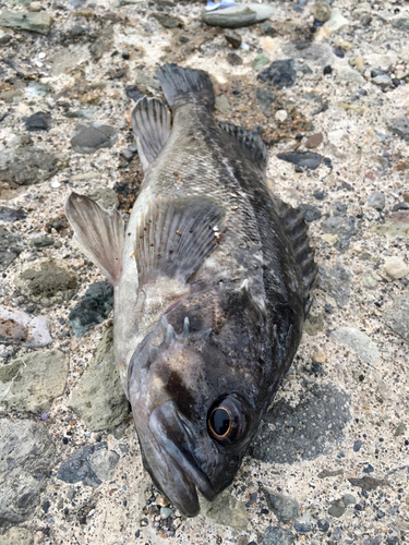 クロソイの釣果