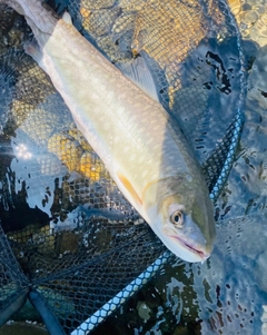 アメマスの釣果