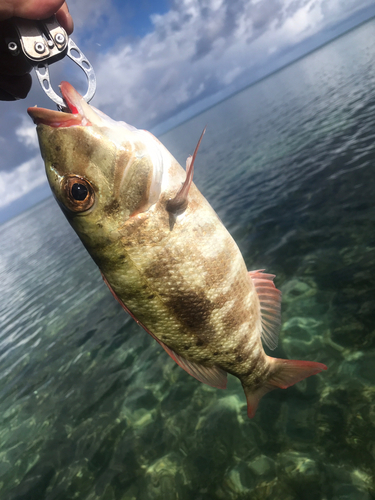 マトフエフキの釣果