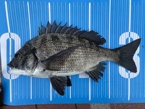 クロダイの釣果