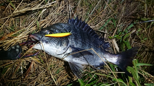 チヌの釣果