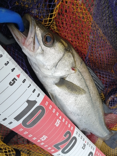 フッコ（マルスズキ）の釣果