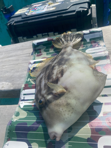 カワハギの釣果