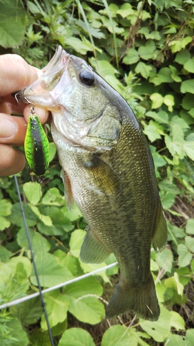 ラージマウスバスの釣果