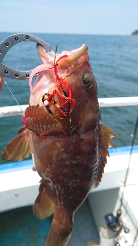 キジハタの釣果