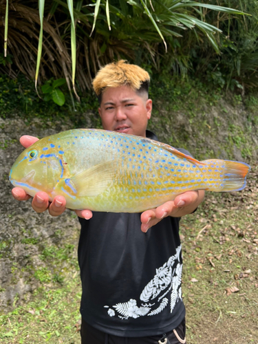 マクブの釣果