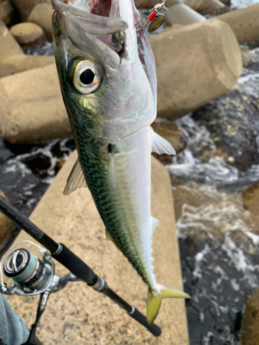 サバの釣果