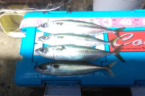 マサバの釣果