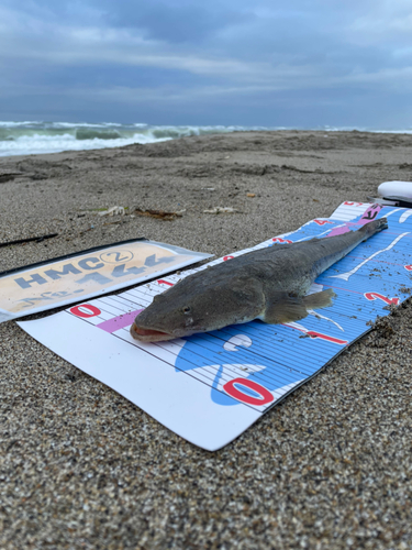 マゴチの釣果