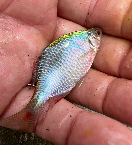 タイリクバラタナゴの釣果