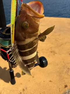 アオハタの釣果