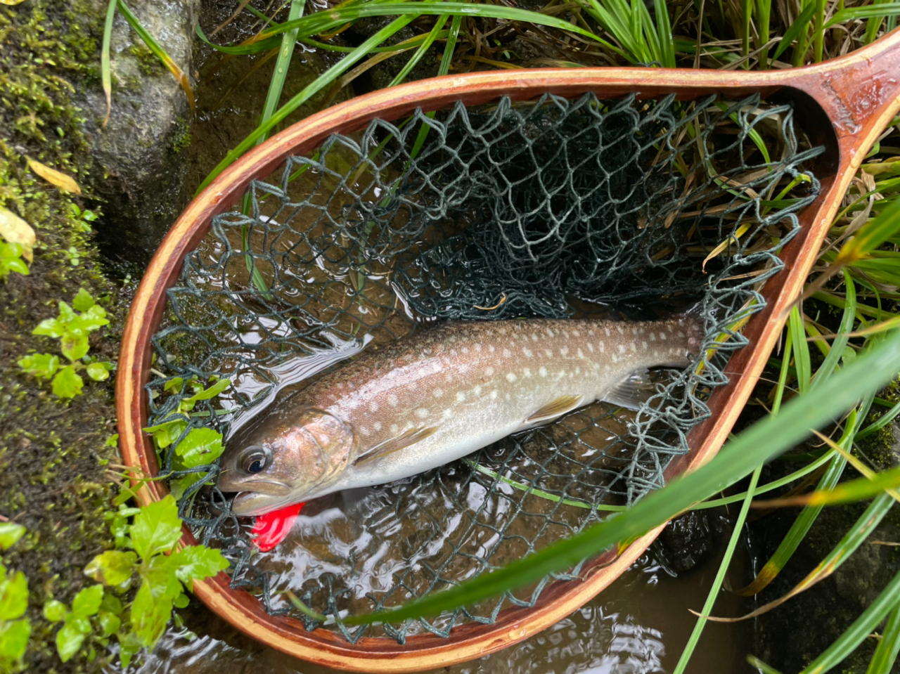 アメマス