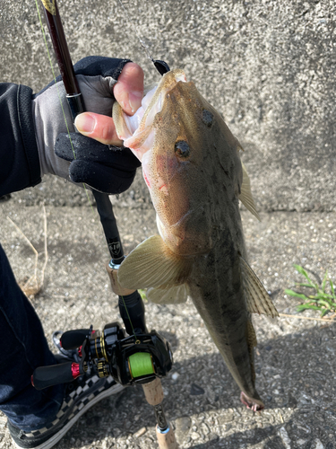 コチの釣果