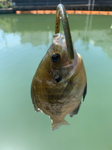 ブルーギルの釣果