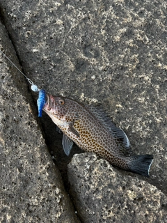 オオモンハタの釣果