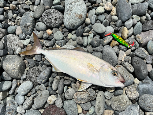 ショゴの釣果