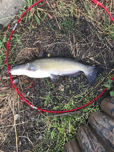 アメリカナマズの釣果