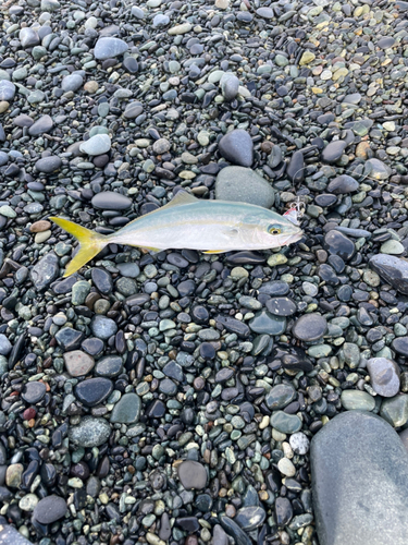 ワカシの釣果