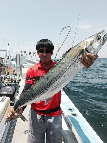 サワラの釣果